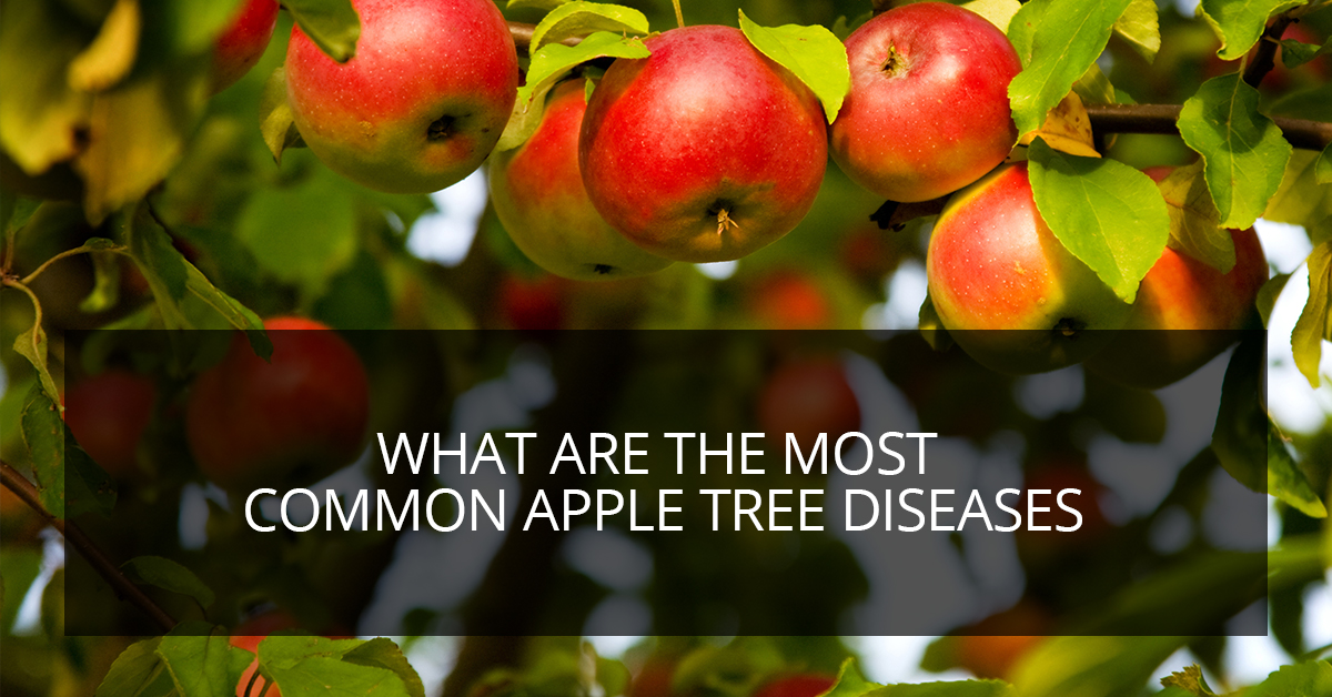 Trouble With Trees: The Most Common Apple Tree Diseases - Frostproof ...