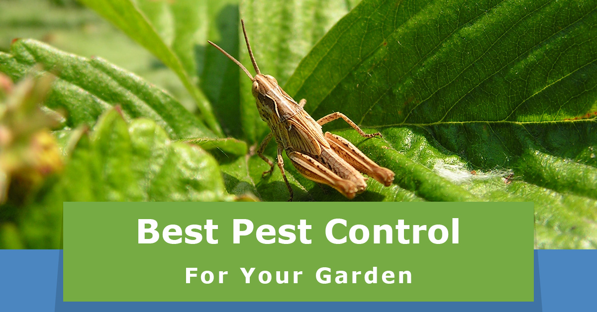 featured-img-best-pest-control.jpg