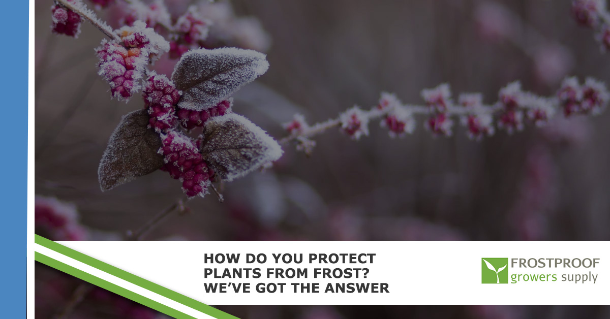 How Do You Protect Plants From Frost? We’ve Got the Answer Frostproof