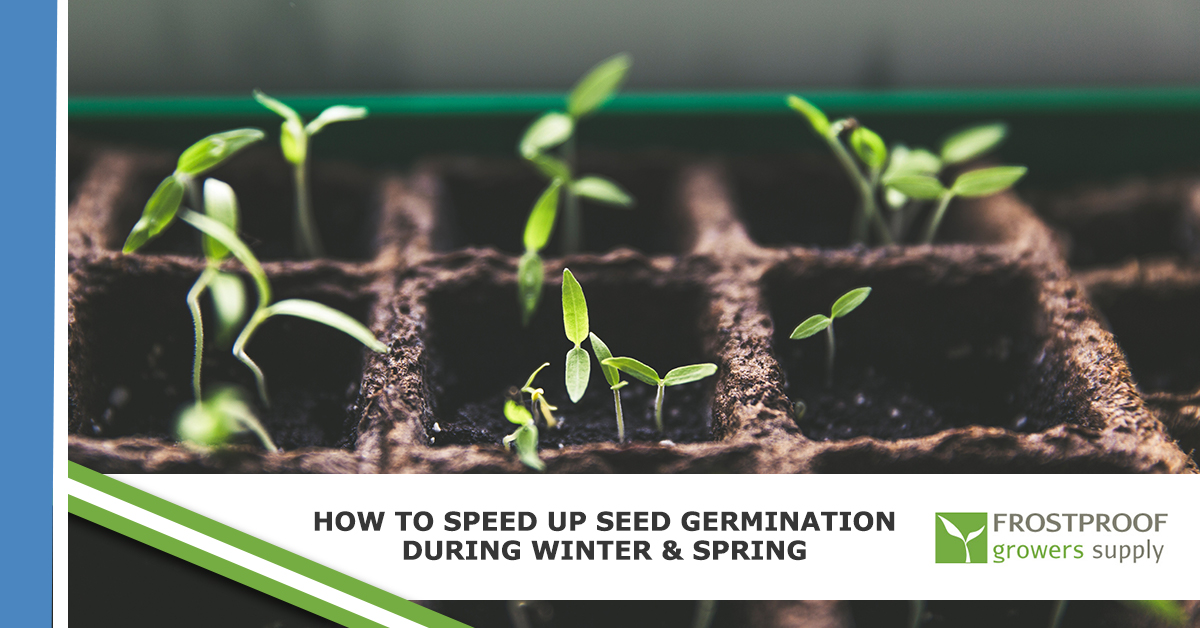 How to germinate weed seeds in winter