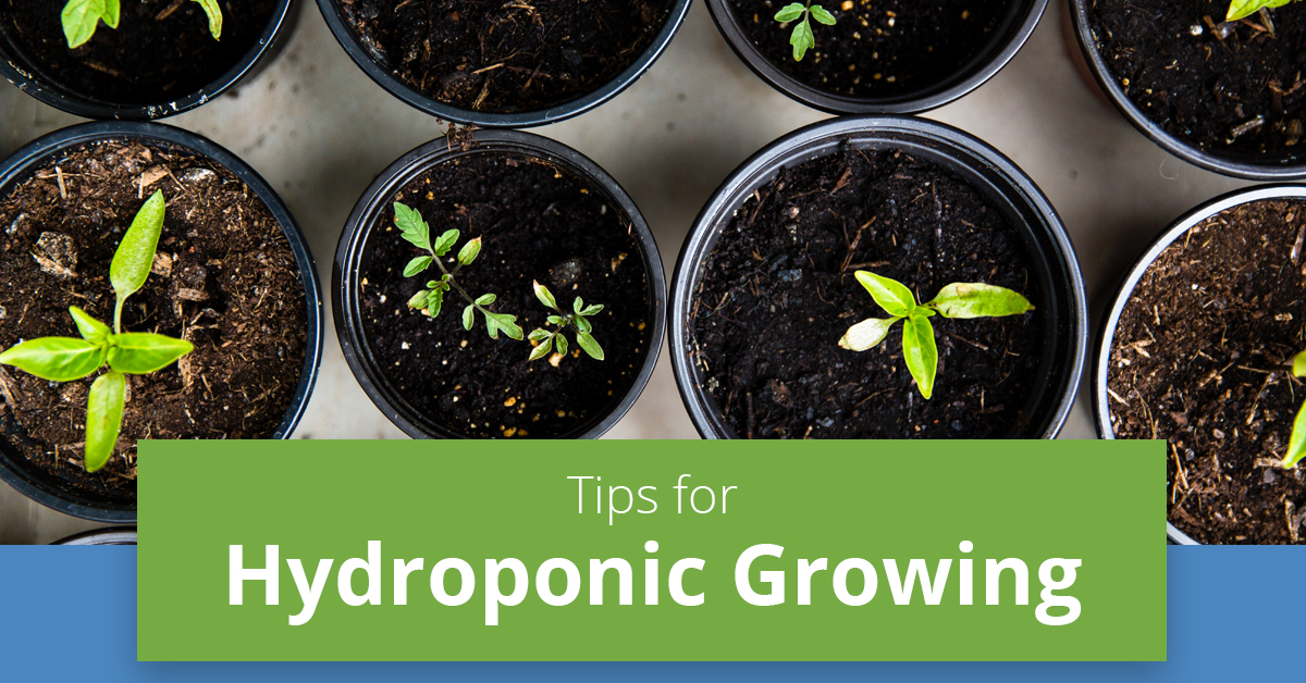 hydroponic-growing.jpg