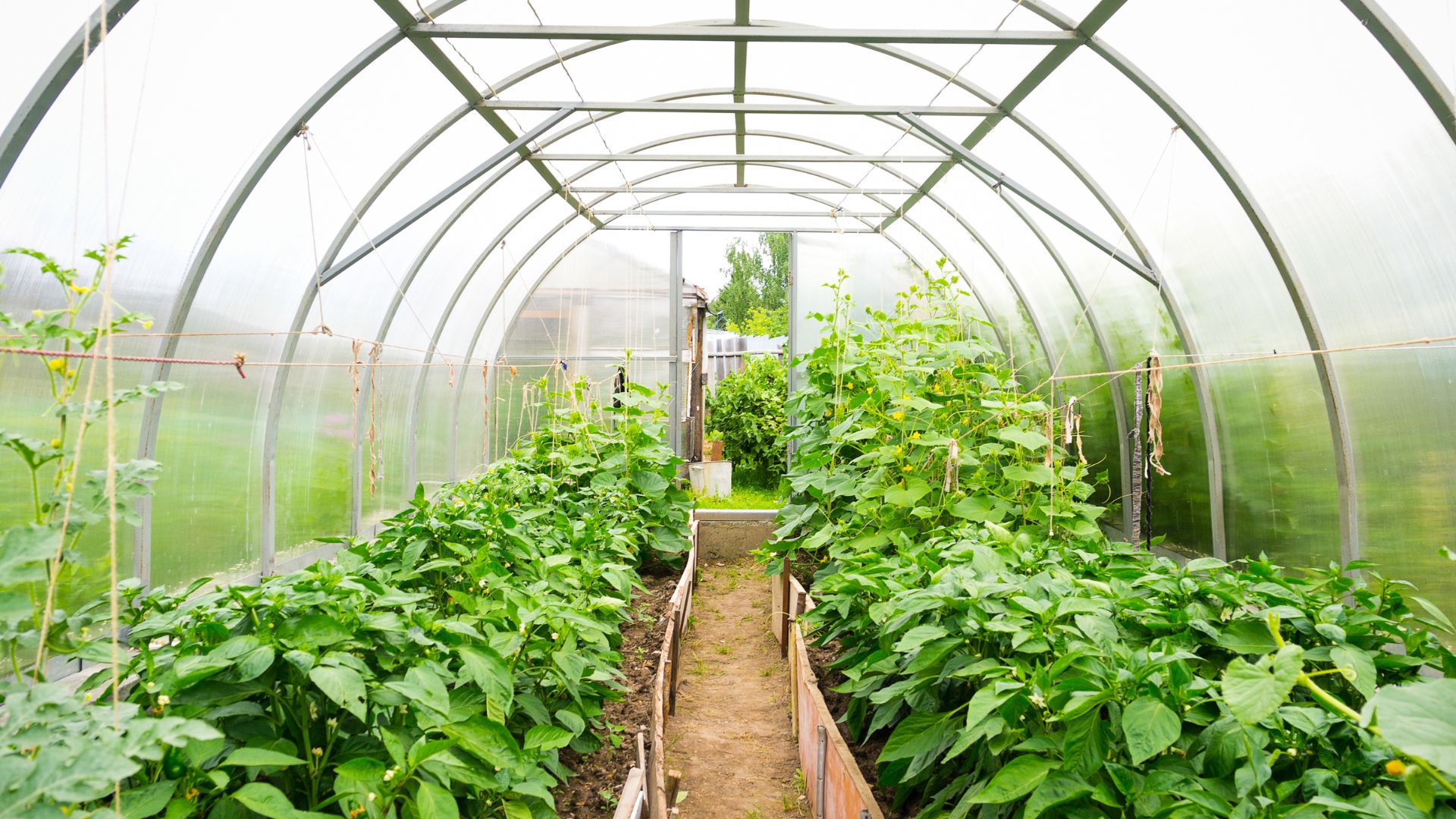 Horticulture VS Gardening What Is The Difference? Frostproof Growers