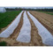 When you use these Dewitt 0.5oz Deluxe Floating Row Cover at 48-foot x 1000-foot, it's like having dozens of greenhouses!