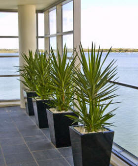 indoor-plants.jpg