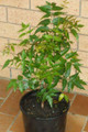 Neem Tree - 2nd Year