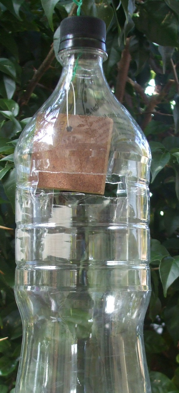 fruit fly trap bottle