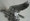 Chrome Flying Eagle Hood Ornament.