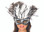 Be Wicked Feather Mask Costume