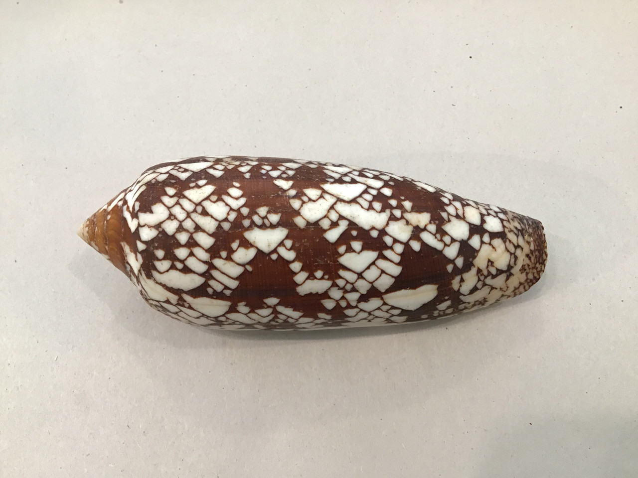 イモガイ貝殻 Darioconus Aulicus Propenudus Conus Aulicus