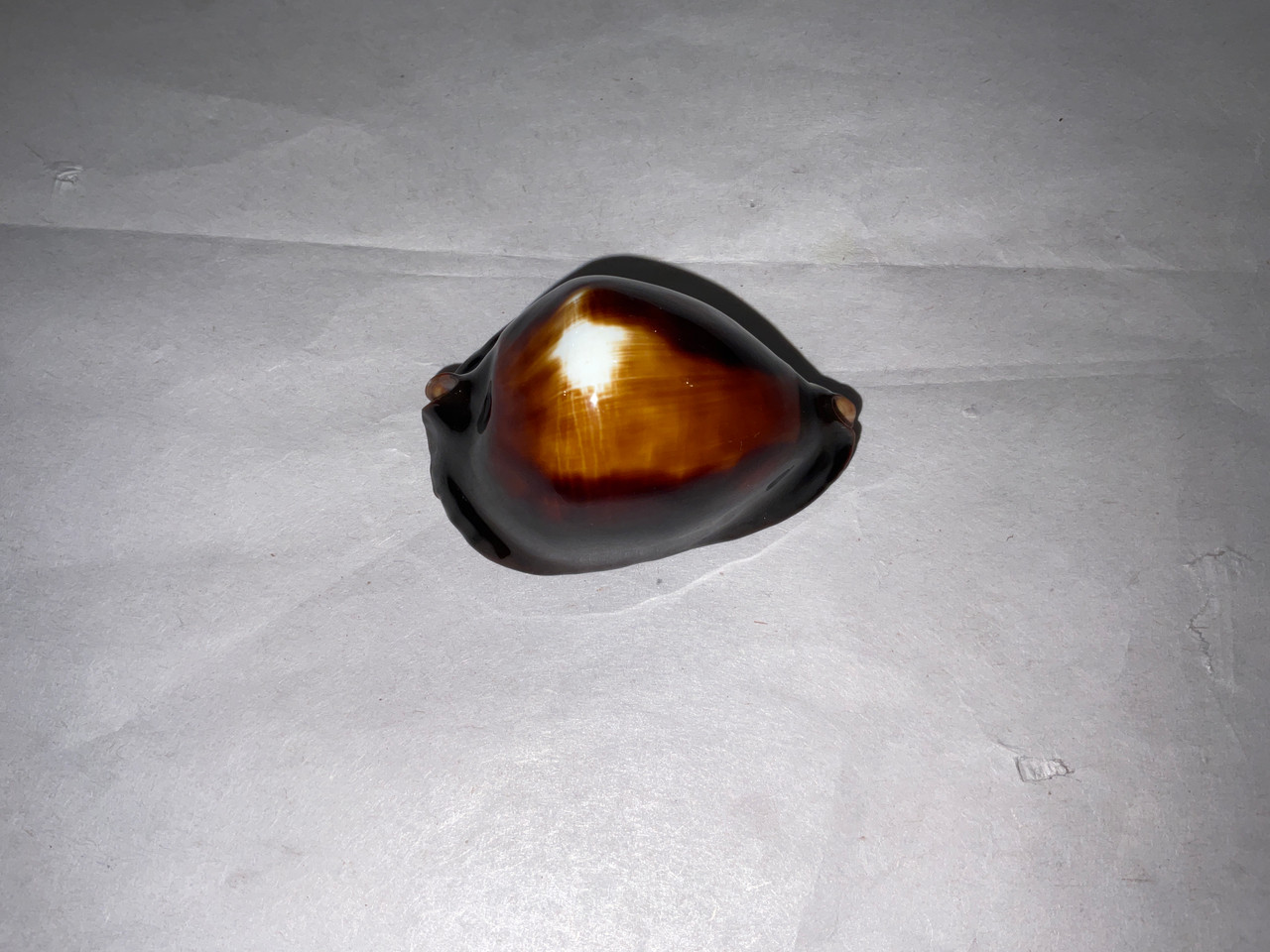 Zoila Rosselli Rosselli 51mm-The Shell Shop Provincetown-