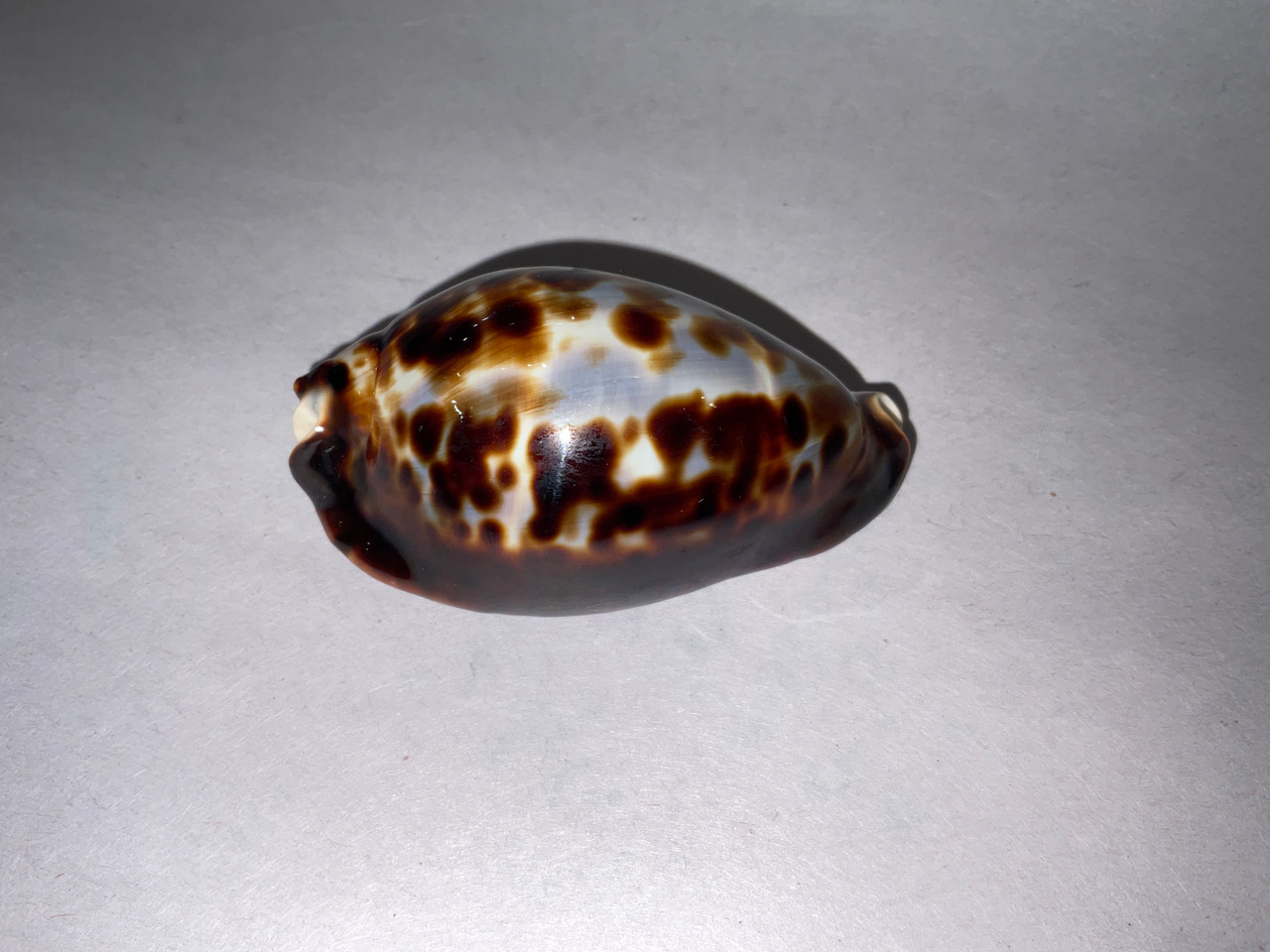 貝殻 Zoilla frendii frendii-The Shell Shop Provincetown