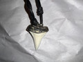 Great White Shark Tooth Slver Capped (6) 