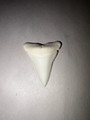 Great White Shark Tooth 36.5mm