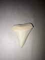 Great White Shark Tooth 39.80mm