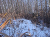 Woodland - Winter - Surveillance