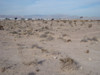 Desert Terrain - Surveillance