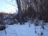 Woodland - Winter - Surveillance