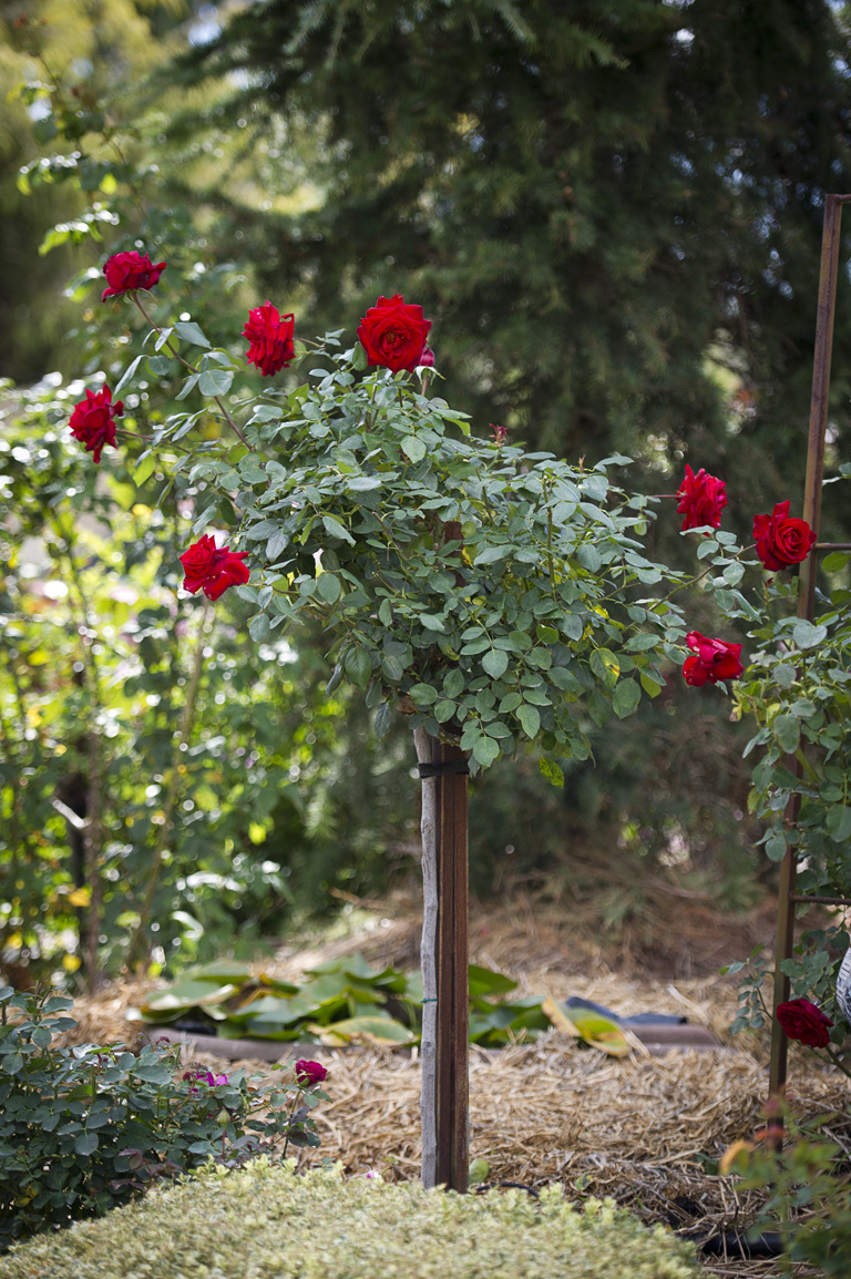 229-standard-roses.jpg