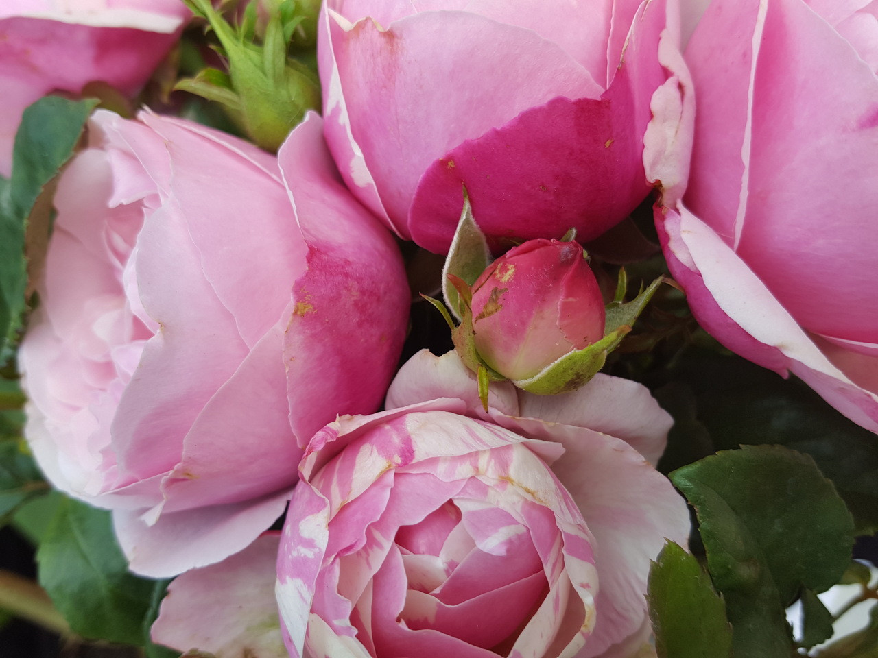 Le Vie En Rose Delbard