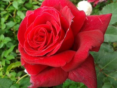 Rose Sales Online. FIREFIGHTER - Hybrid Tea Rose [SOLD OUT] - Silkies ...