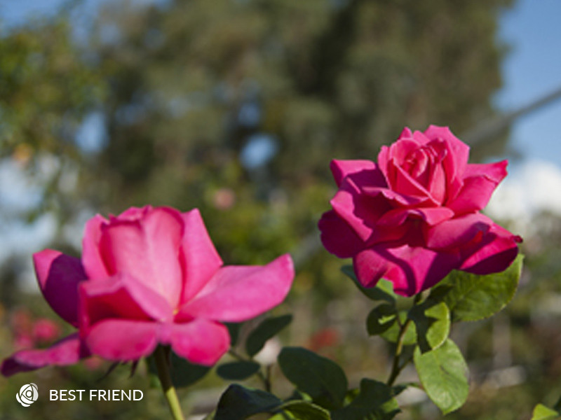 best friend hybrid tea rose rose sales online