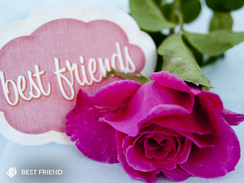 best friend hybrid tea rose rose sales online