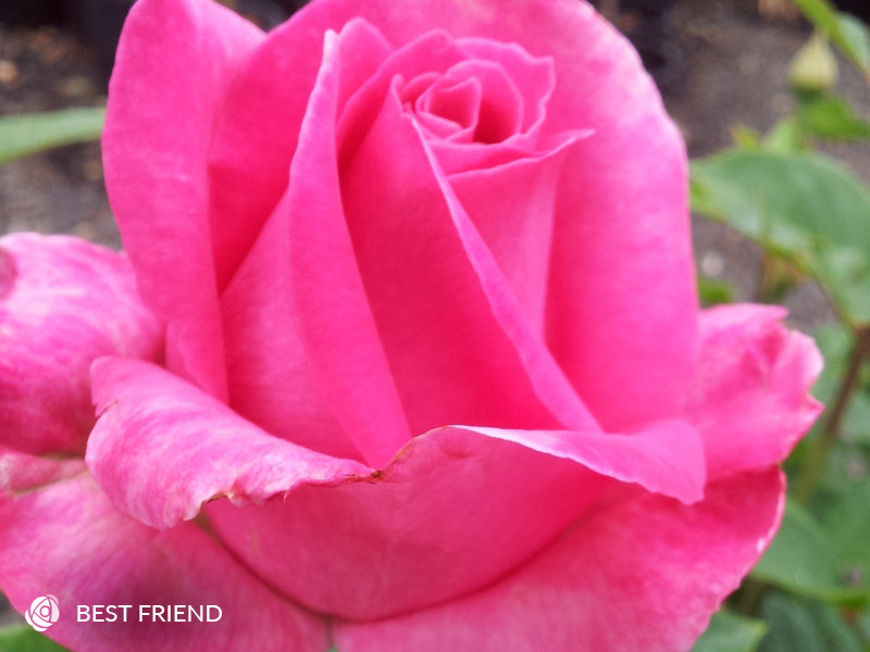 best friend hybrid tea rose rose sales online
