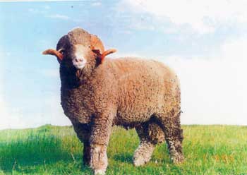 rambouillet-sheep.jpg