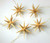 Five Natural Pointy Stars German Ornaments ORD199X235N