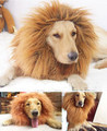 Lion Mane Costume for large dog