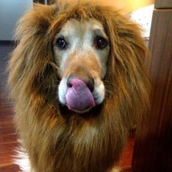 Lion Mane For Dog Costume