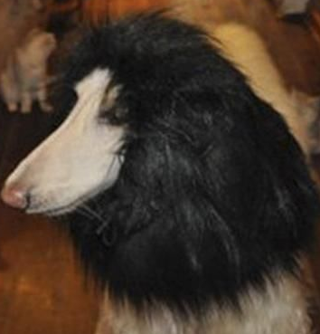 Lion Mane For Dog Costume