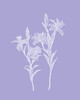 Lily / Lavender