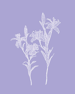 Lily / Lavender