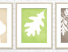 Leaf set art prints