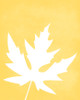 Maple leaf art print