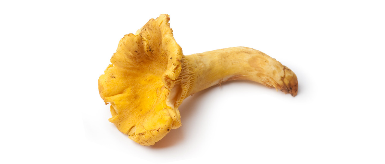 Chanterelle mushrooms are often stewed, marinated, and sautéed and go well with eggs, chicken, pork and veal. Check for availability at Emperor Specialty Foods. 