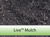 Live Mulch