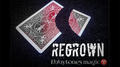 Regrown by Ebbytones video DOWNLOAD