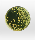 HardyVal™ G60 Tryptic Soy Agar Plates for Air Sampling 