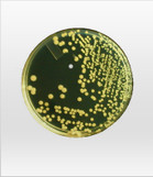 HardyVal™ H19 Tryptic Soy Agar Plates
