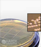 HardyVal™ P93 Malt Extract Agar