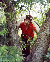 SHIRLEY MACLAINE POSING IN TREE CIRCA 1960 PRINTS AND POSTERS 288558