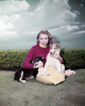 JANET LEIGH POSING WITH COLLIE DOGS RARE PRINTS AND POSTERS 287285