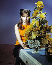 BARBRA STREISAND RARE 1960'S POSE BY FLOWERS PRINTS AND POSTERS 284402