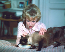 THAT DARN CAT! HAYLEY MILLS PRINTS AND POSTERS 283501