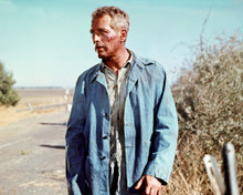 PAUL NEWMAN COOL HAND LUKE RARE PRINTS AND POSTERS 280775