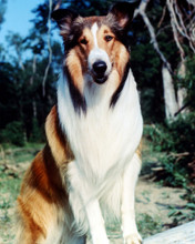 LASSIE TV PRINTS AND POSTERS 274615