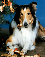 LASSIE PRINTS AND POSTERS 274614