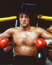 ROCKY II SYLVESTER STALLONE IN BOXING RING CORNER PRINTS AND POSTERS 264664